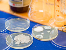 シャーレでのカビの培養テスト