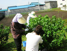良質な原料にこだわり農家のみなさんとも連携します