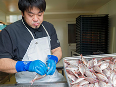 地元のとれたてを調理します